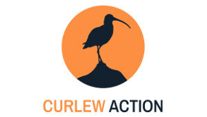 Curlew Action